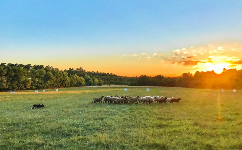 Natural DogSport - photo 3