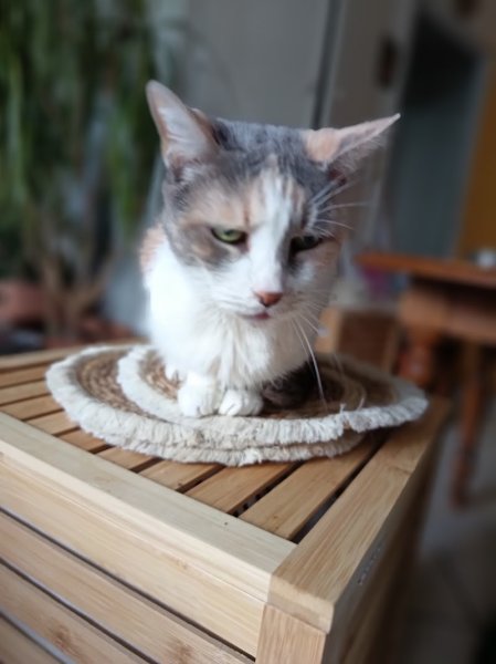 Marine BARD Ostéopathe Équin, Canin, Félin - Kinésiologue et Numérologue animalier - photo 2