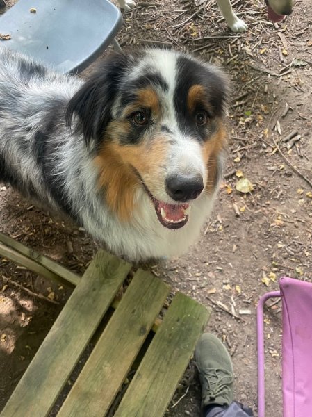 Pension canine et féline Les Chichicoons