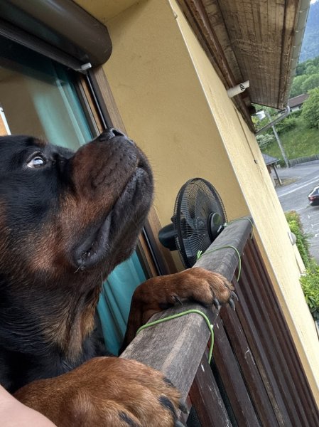 Section Cynophile d'Aiton - photo 3