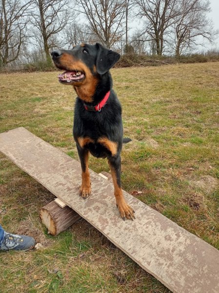 Club Canin Pommiérois - photo 2