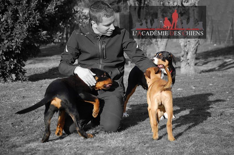 L’ACADÉMIE DES CHIENS - Éducateur comportementaliste canin. - photo 1
