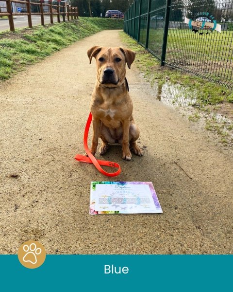 ANIMAGIN’44 - Educateur Comportementaliste canin Nantes - photo 2