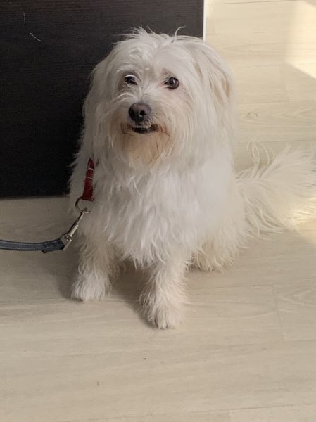 Dog Terre Happy - photo 1