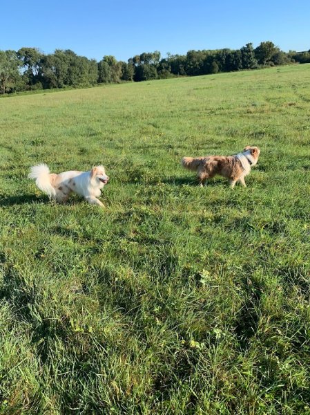 Dog Terre Happy - photo 2