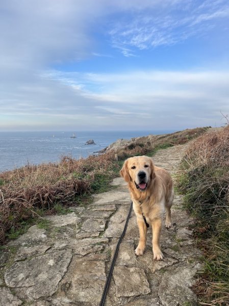 Dog Terre Happy - photo 3