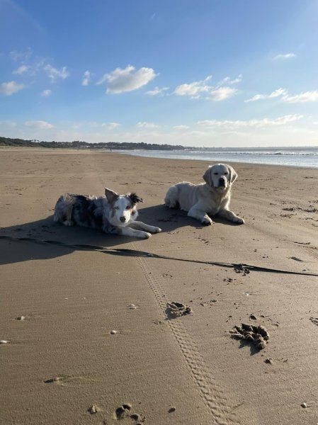 Éducateur canin à Nantes - Max&Compagnie - photo 1
