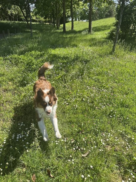 Éducateur canin à Nantes - Max&Compagnie - photo 2