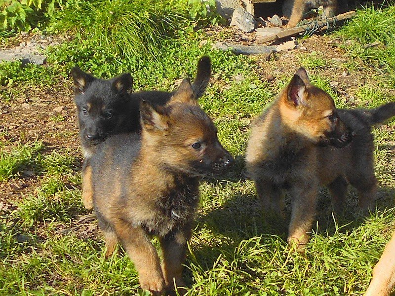 Elevage Canin - Clos de la Vallée Blanche - Isère - photo 1