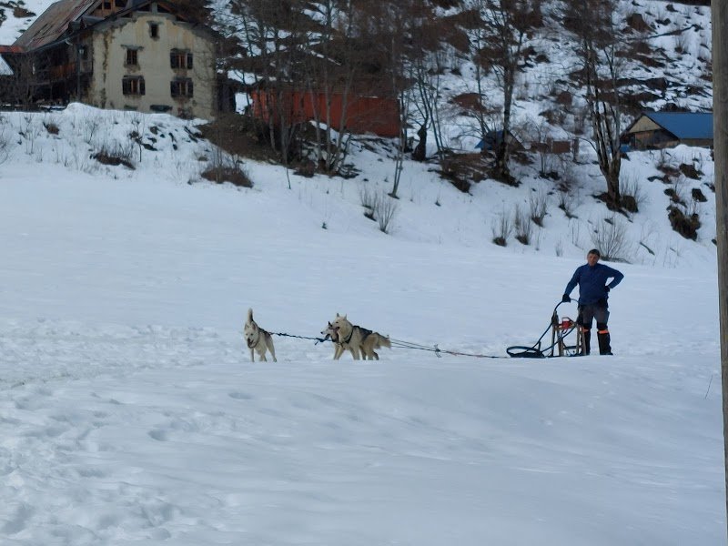 Elevage Canin - Clos de la Vallée Blanche - Isère - photo 2