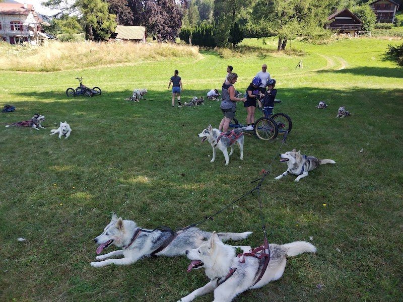 Activité Mushing chien de traîneau - photo 1