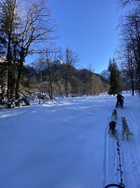 Activité Mushing chien de traîneau - photo 2
