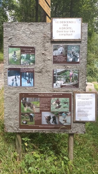 Activité Mushing chien de traîneau - photo 3