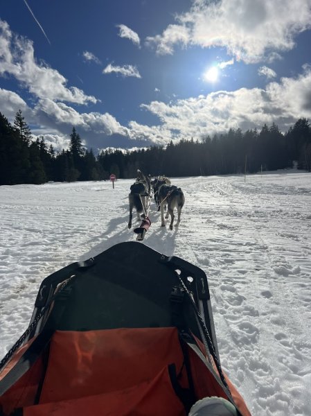 Chiens de traineaux Chamrousse