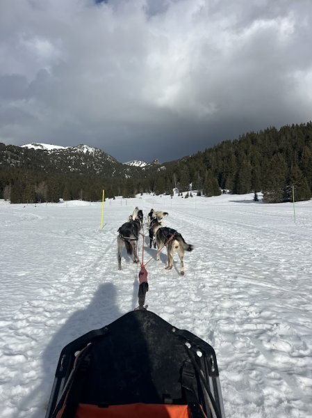 Chiens de traineaux Chamrousse - photo 2