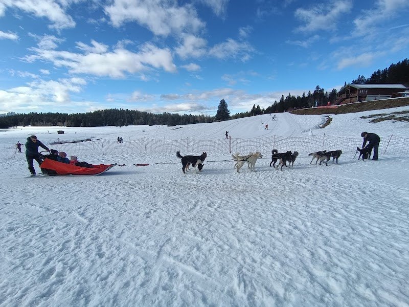 Chiens de traineaux Chamrousse - photo 3