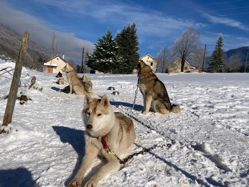 Evasion Polaire Vercors (Chiens de traineau)