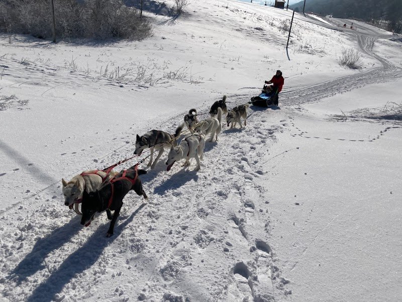 Evasion Polaire Vercors (Chiens de traineau) - photo 2
