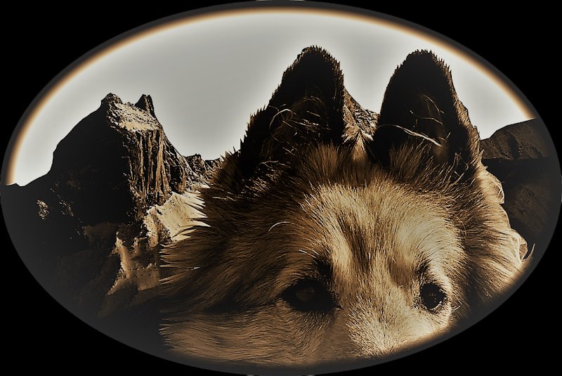 Bien Vivre Avec Son Chien Maurienne, éducation chiens et chiots. - photo 1