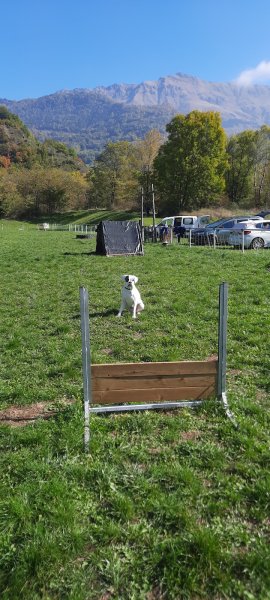 Bien Vivre Avec Son Chien Maurienne, éducation chiens et chiots. - photo 2