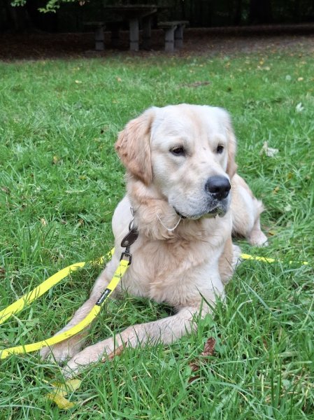 Educateur Canin Respectdogs Rouen - photo 2