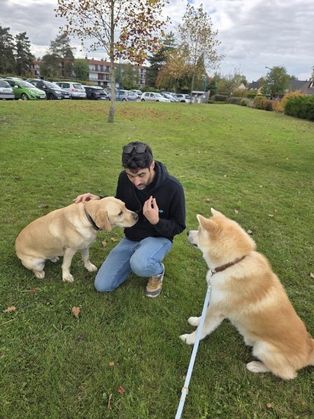 Educateur Canin Respectdogs Rouen - photo 3