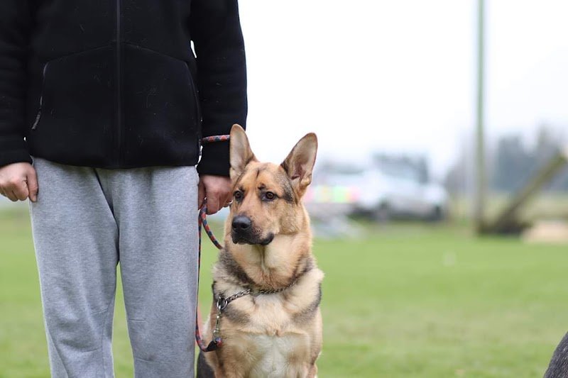 Club Canin - photo 3