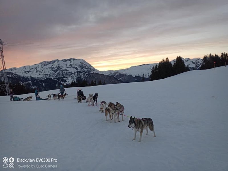 Team Ehawee chiens de traîneau - photo 1