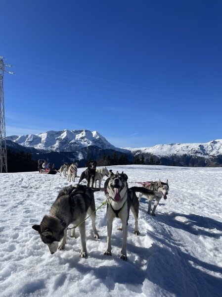 Team Ehawee chiens de traîneau - photo 2