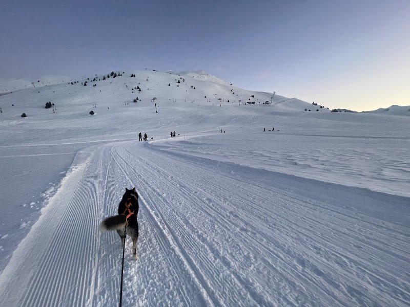 Team Ehawee chiens de traîneau - photo 3