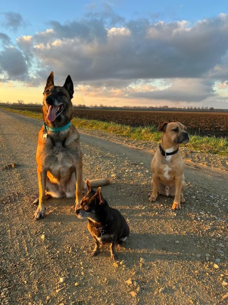 Oliv and Dogs - Educateur Comportementaliste canin - 71 - photo 1