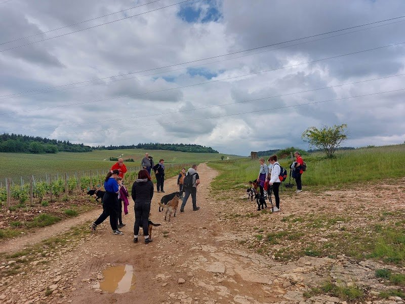 Oliv and Dogs - Educateur Comportementaliste canin - 71 - photo 2
