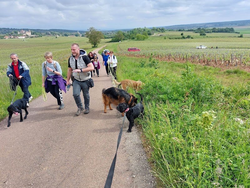 Oliv and Dogs - Educateur Comportementaliste canin - 71 - photo 3