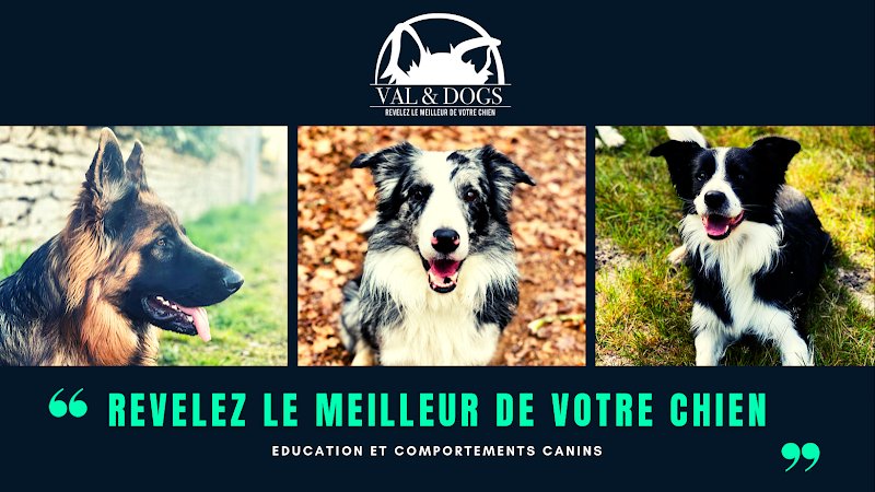 Val & Dogs - Education et Comportements Canins - photo 2