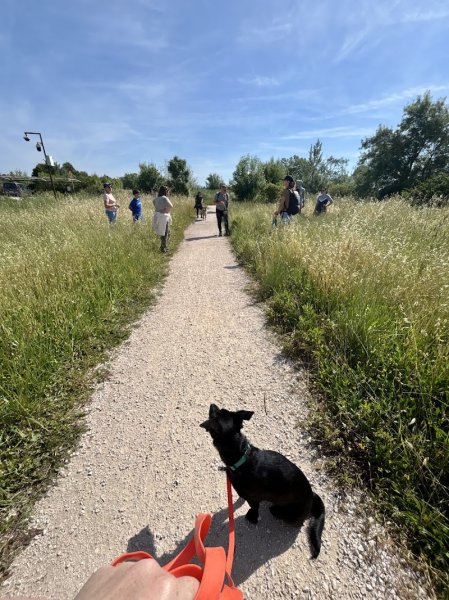 MH Education Canine - Éducateur comportementaliste canin à Toulon, Var et alentours - photo 1