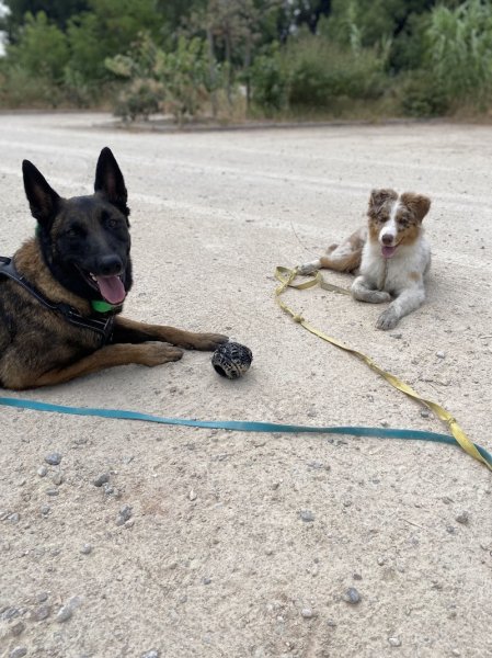 MH Education Canine - Éducateur comportementaliste canin à Toulon, Var et alentours - photo 2