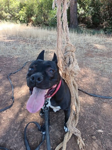 SP.C.C Éducation rééducation canine -Toulon-Cloé TERRASSE