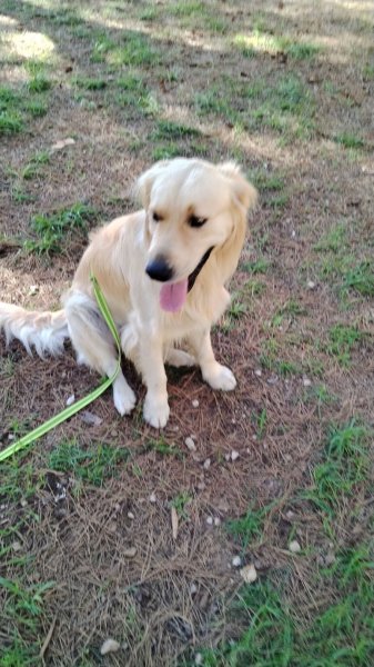 SP.C.C Éducation rééducation canine -Toulon-Cloé TERRASSE - photo 2