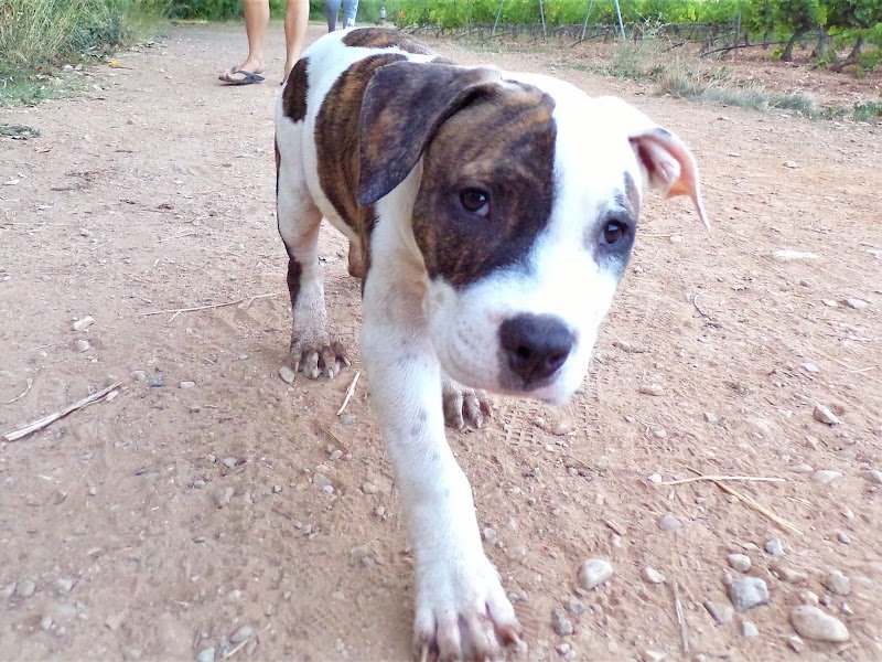 SP.C.C Éducation rééducation canine -Toulon-Cloé TERRASSE - photo 3
