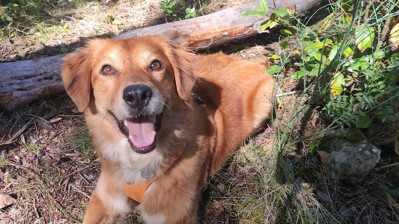 Comportementaliste 83 - photo 3