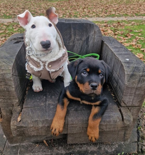 Attitude Canine - photo 2