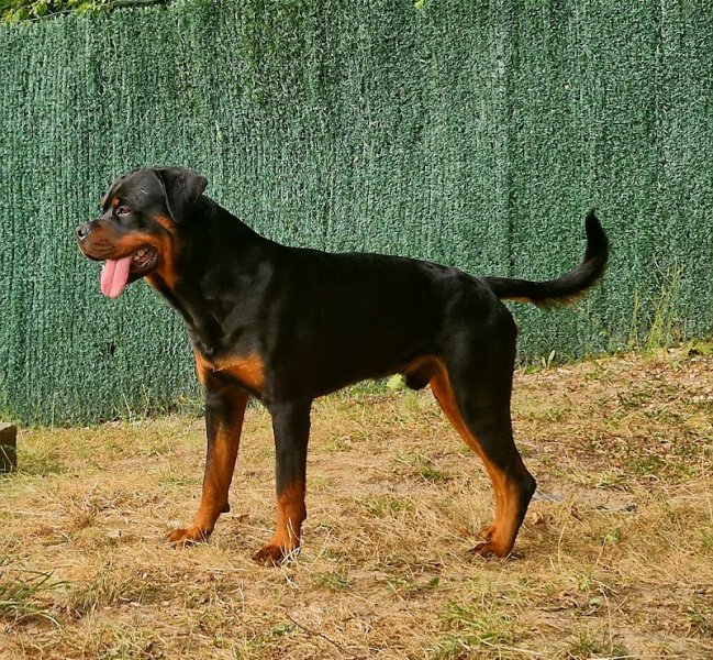 Attitude Canine - photo 3