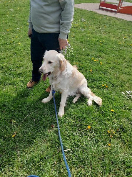 Educateur canin "parler chien" - photo 2