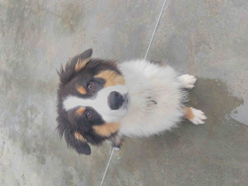 Coachin'dog Veauche - photo 1