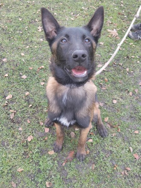 Coachin'dog Veauche - photo 2