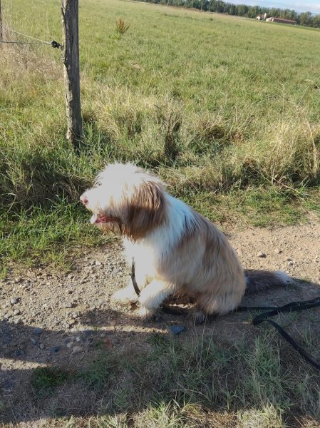 Coachin'dog Veauche - photo 3