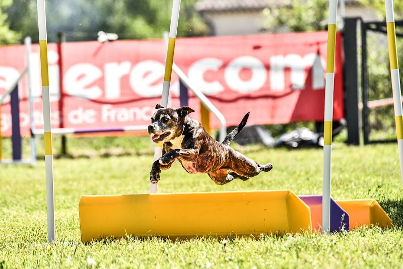 Doggy'N The City - Agility & Education Canine