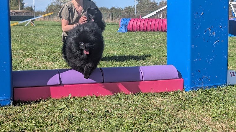 Doggy'N The City - Agility & Education Canine - photo 2