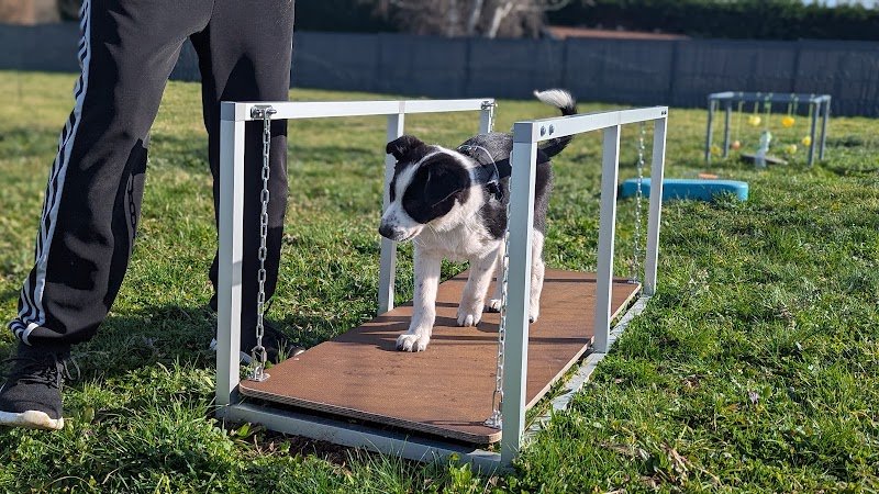 Doggy'N The City - Agility & Education Canine - photo 3
