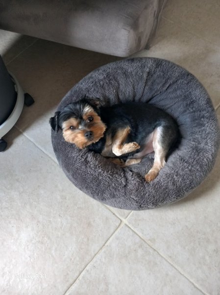 La Maison Du Chien - photo 3